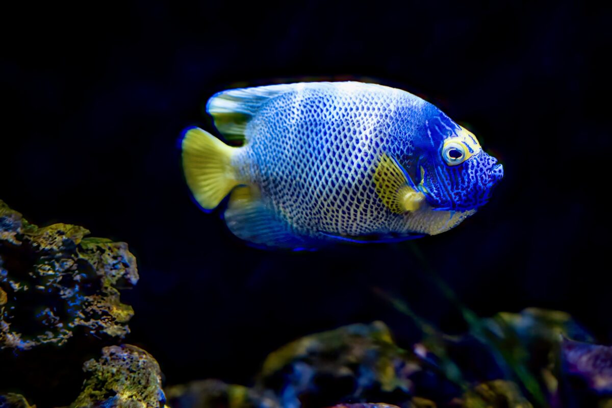 Голуболицая рыба ангел в воде