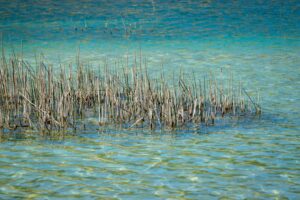 Камышовые стебли среди голубой озерной воды
