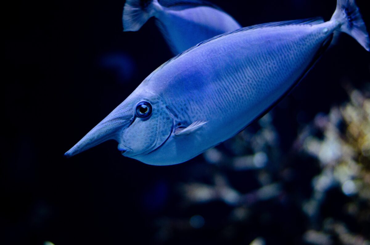 Крупная синяя морская рыба