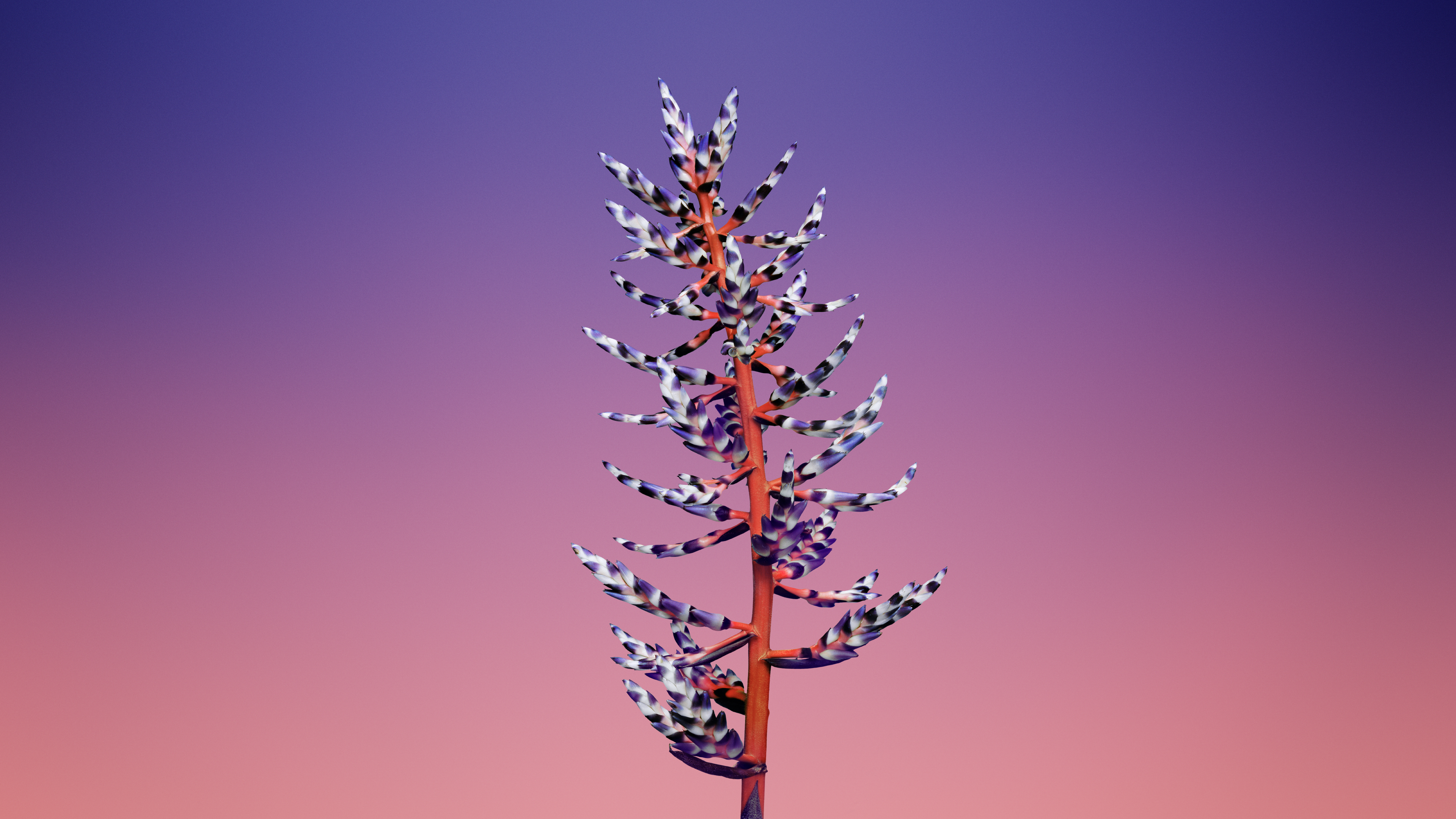 macOS Mojave 7