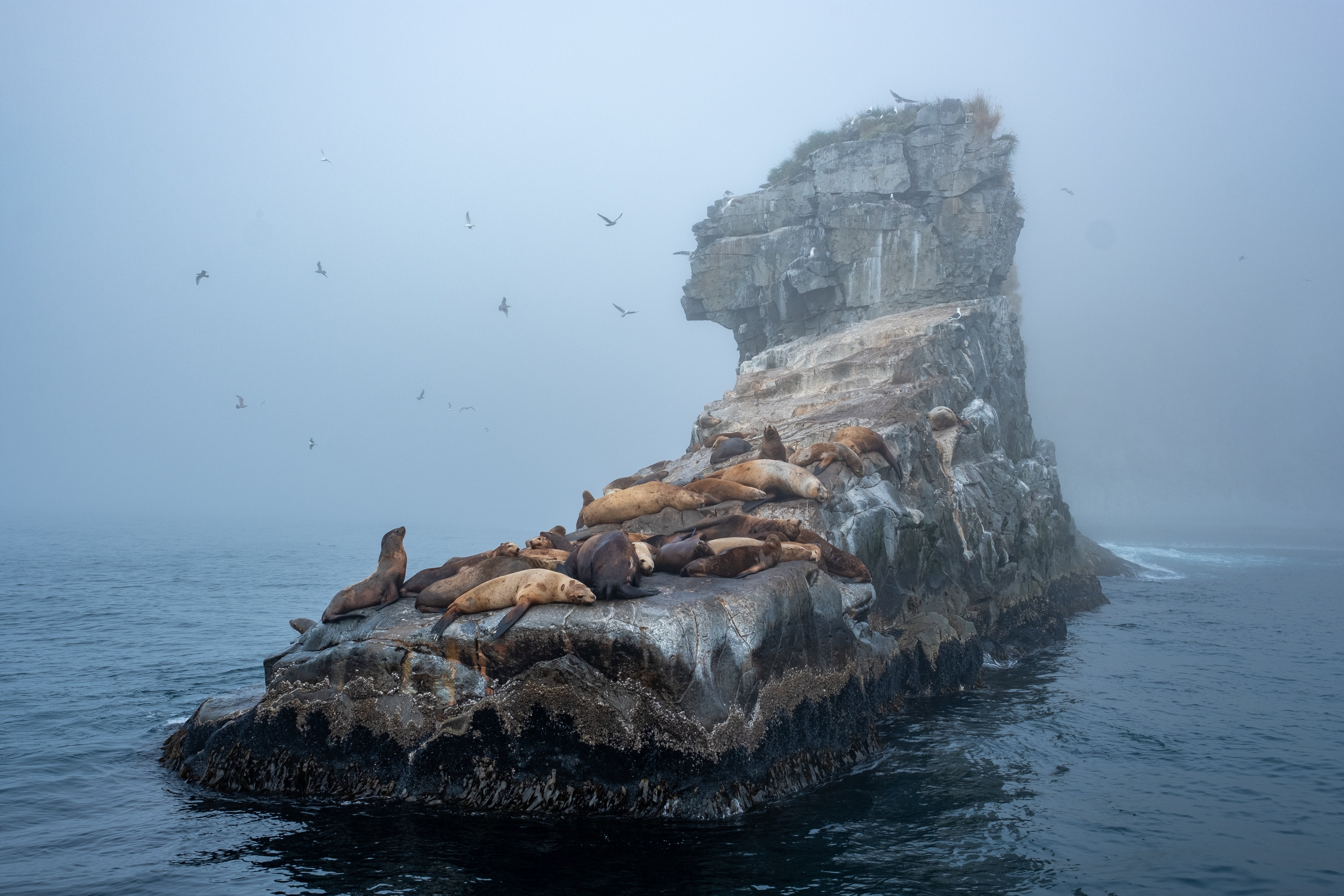 На камне в море морские котики отдыхают