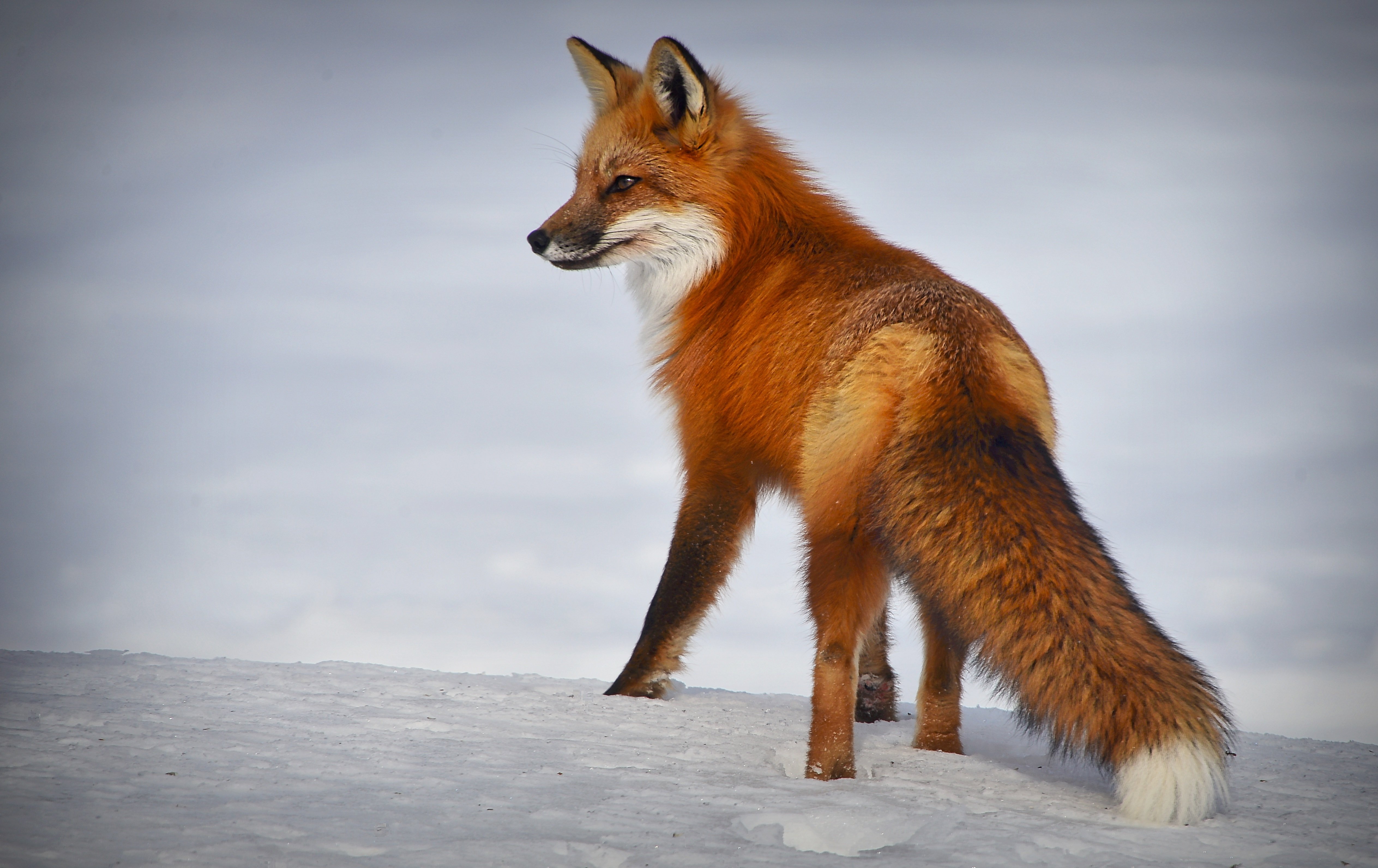 Рыжая хитрая лиса на снегу