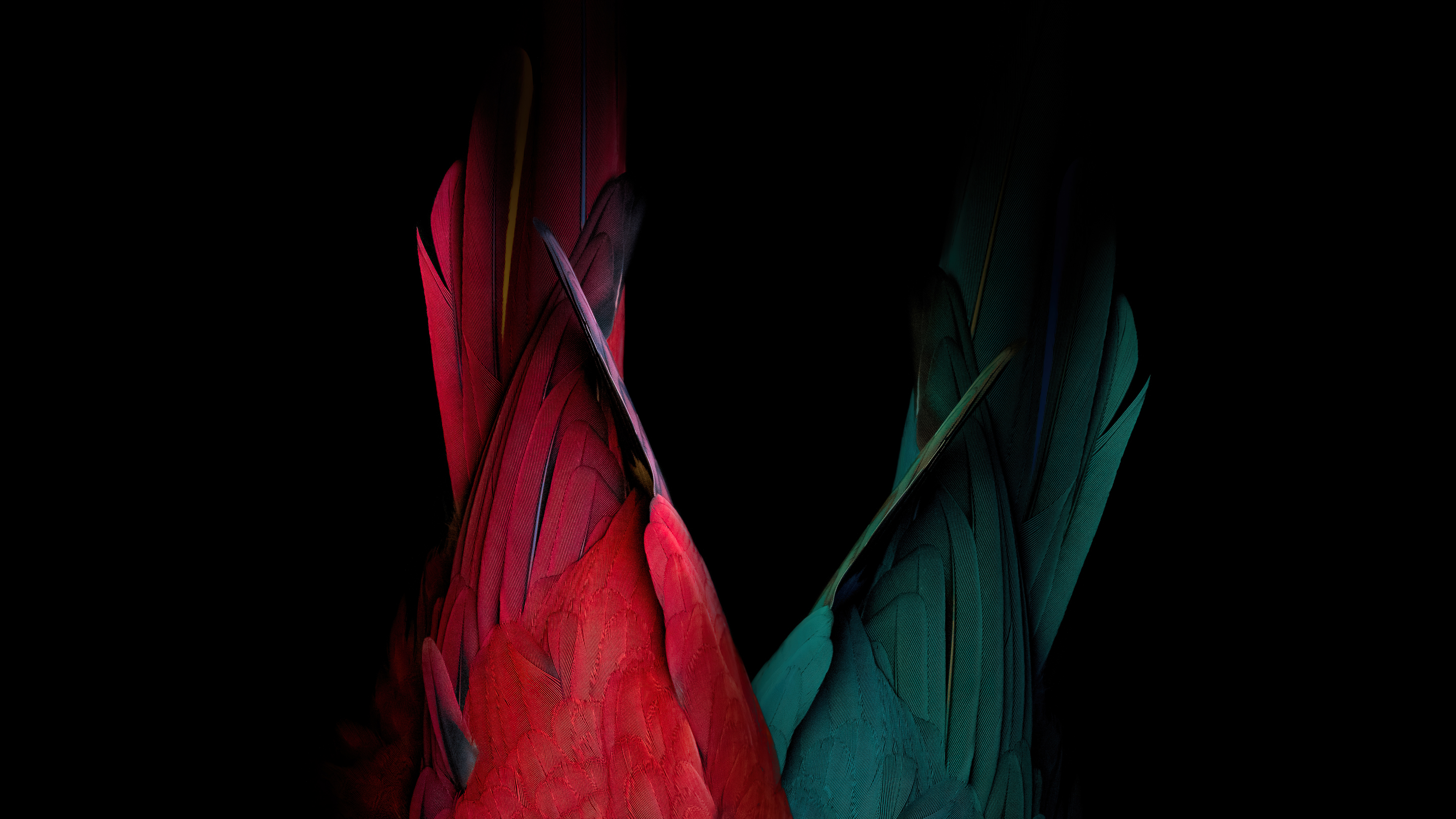 Scarlet macaw попугай feathers