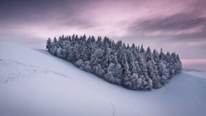Сосновая роща среди гор