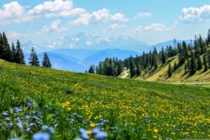 Цветущий зеленый луг среди высоких гор