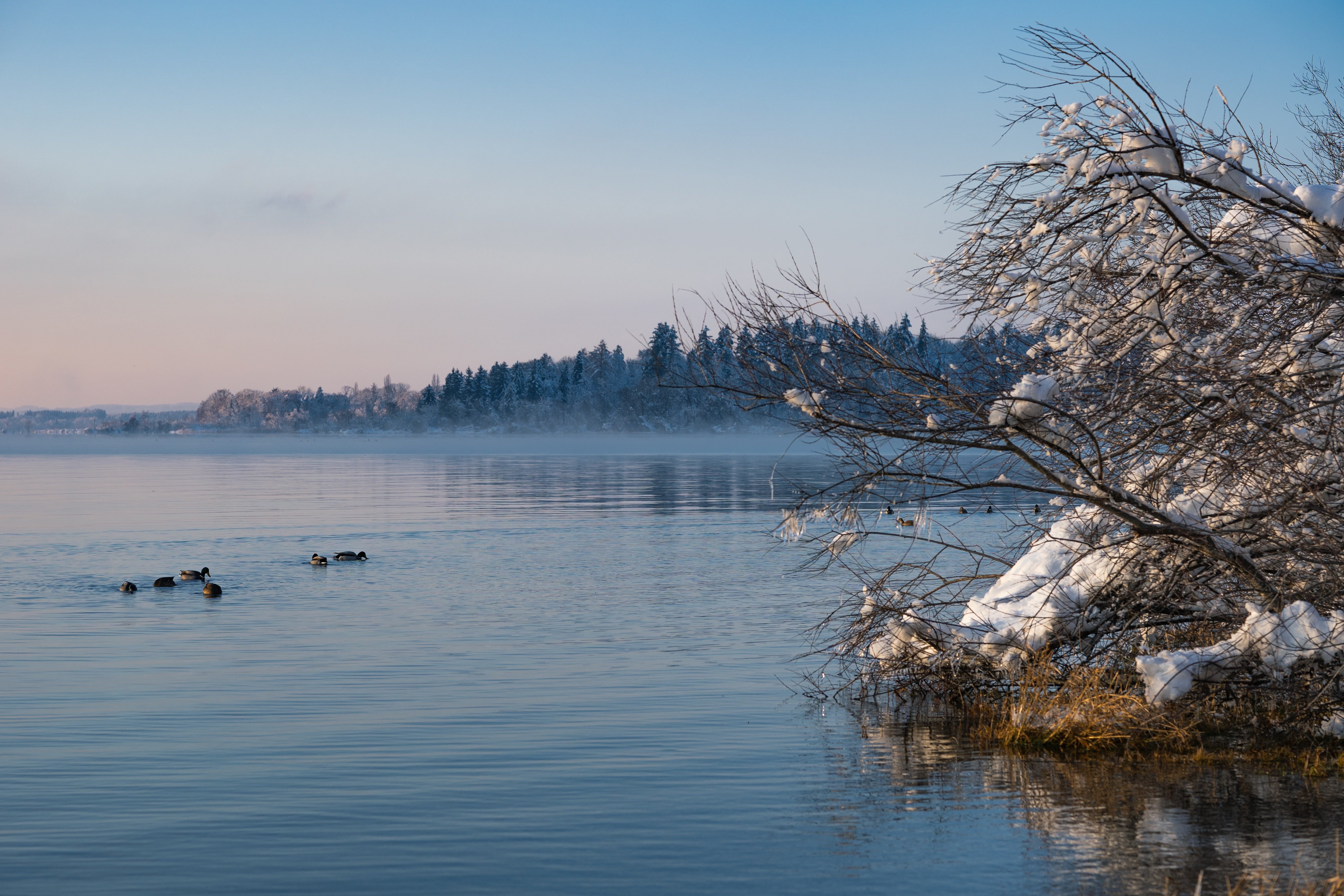 Заснеженные ветви дерева на берегу озера